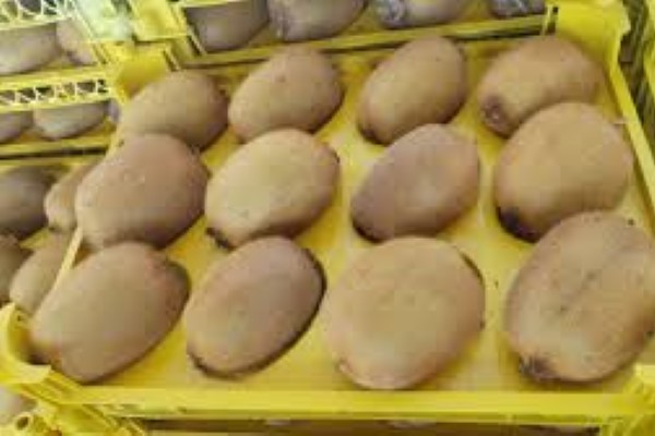 تصویر 3 از راهنمای خرید کیوی صادراتی بسته بندی + قیمت عالی